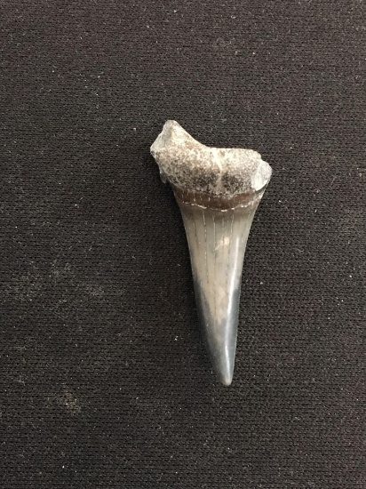 Rare Fossilized Prehistoric Shark Tooth