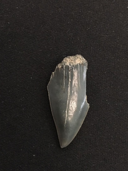 Rare Fossilized Prehistoric Shark Tooth