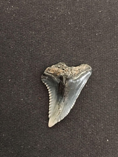 Rare Fossilized Prehistoric Shark Tooth