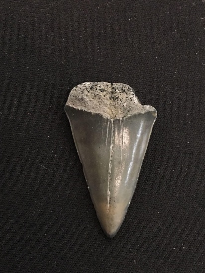 Rare Fossilized Prehistoric Shark Tooth