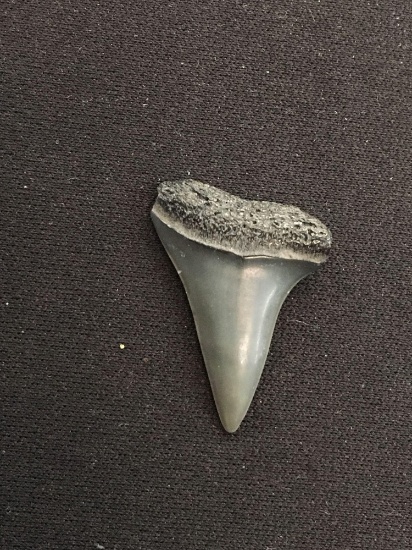 Rare Fossilized Prehistoric Shark Tooth