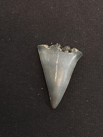 Rare Fossilized Prehistoric Shark Tooth