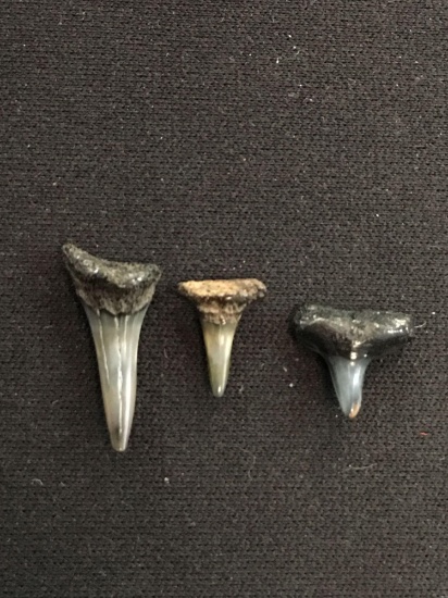 Lot of Small Rare Fossilized Prehistoric Shark Teeth