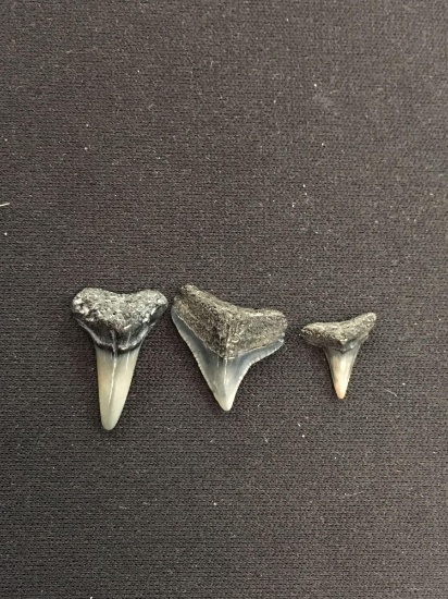 Lot of Small Rare Fossilized Prehistoric Shark Teeth