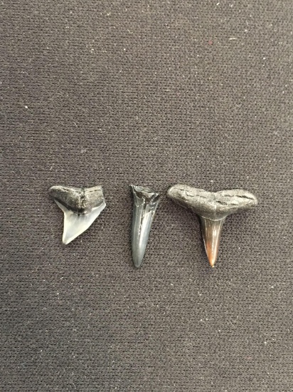 Lot of Small Rare Fossilized Prehistoric Shark Teeth