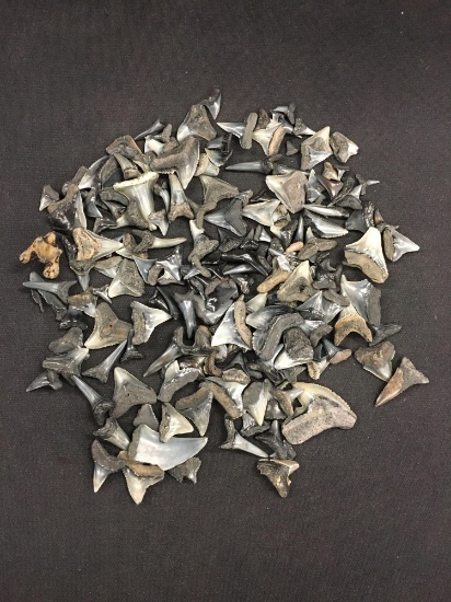 Bag Full of Fossilized Shark Teeth - Over 100