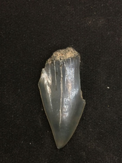 Prehistoric Shark Tooth - 3.8 grams