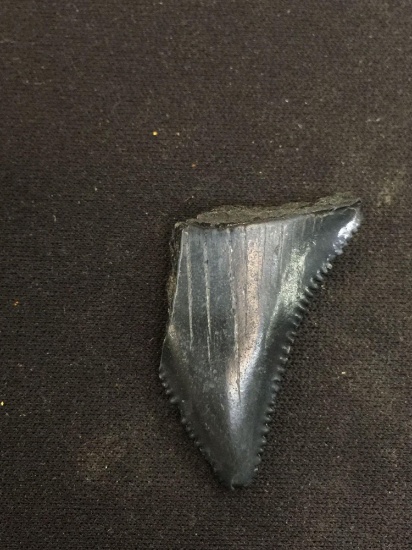 Prehistoric Shark Tooth - 4.4 grams