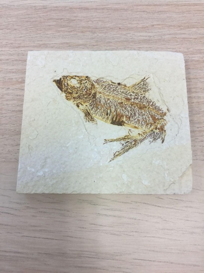 Amazing Ancient Fossilized Fish