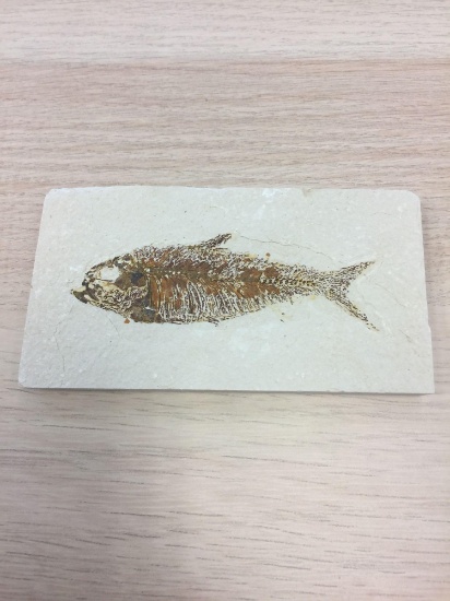 Amazing Ancient Fossilized Fish