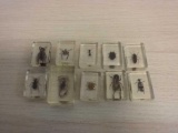 Huge lot of Bugs From Collection