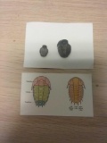 Lot of 2 Fossil Trilobite