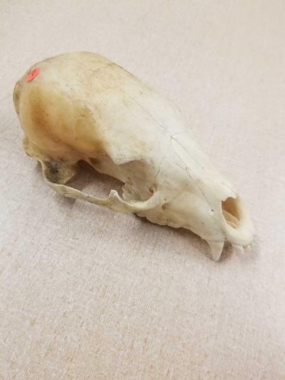 Partial Vintage Black Bear Skull from Estate Collection - LOCAL PICKUP ONLY