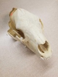 Vintage Black Bear Skull from Estate Collection - LOCAL PICKUP ONLY