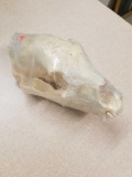 Vintage Black Bear Skull from Estate Collection - LOCAL PICKUP ONLY