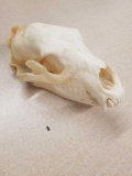 Vintage Black Bear Skull from Estate Collection - LOCAL PICKUP ONLY