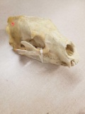 Vintage Black Bear Skull from Estate Collection - LOCAL PICKUP ONLY