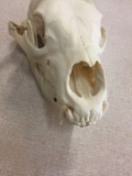 Vintage Black Bear Skull from Estate Collection - LOCAL PICKUP ONLY