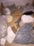 Amazing Authentic Fossil Lot - Includes Dinosaur Poop, Crustacians and more - LOCAL PICKUP ONLY