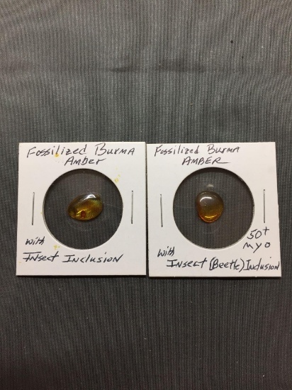 Lot of Two Fossilized Burmese Amber Nuggets w/ Prized Insect Inclusions