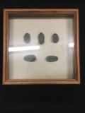 5 Count Lot of Vintage Fossils in Glass Display Case - LOCAL PICKUP ONLY