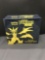 Factory Sealed Pokemon Sun & Moon Forbidden Light Elite Trainer Box - WOW