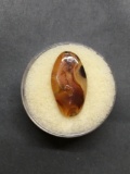 Oval Shaped 20x10mm Polished Loose Picture Agate Gemstone