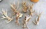 7 Bundles of Mule Deer, Axis Deer, Many More Natural Deer Sheds / Deer Horns