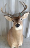 White Tail Buck Mount - Wall Decor