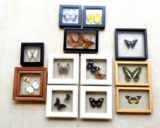 12 Framed Butterfly Collection from Various Countries