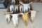 Assorted Cow Skulls