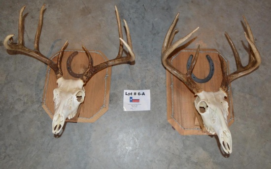 2 Taxidermy White Tail Deer European Wall Mounts