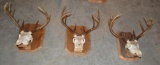 3 Taxidermy White Tail Deer Euporean Wall Mounts