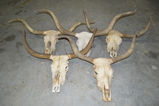 5 CTLR Longhorn Skulls