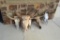 6 CTLR Registered Texas Longhorn Sculls/Horns/Mounts/Taxidermy