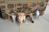 6 CTLR Registered Texas Longhorn Sculls/Horns/Mounts/Taxidermy