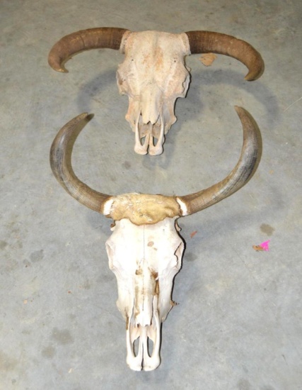 Bull/Longhorn Skulls