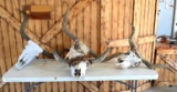 (5) CTLR Registered Texas Longhorn Skulls