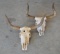 Lot Of 2 Longhorn Skulls