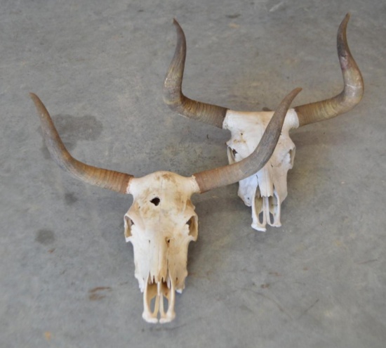 Lot Of 2 Longhorn Skulls