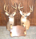 2 White Tail Deer Shoulder Mounts & 1 Deer Feet Hat Rack