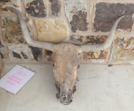 1 Longhorn Skull