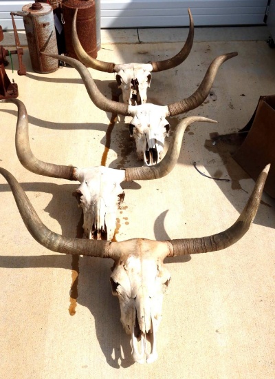 4 Longhorn Skulls