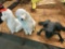 2 Concrete Poodles, and one Frog, Garden lot
