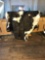 Holstein Black and White Markings Cowhide