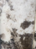 White Napoleone Granite Slab 120
