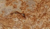 Golden Storm Leather Granite Slab 65