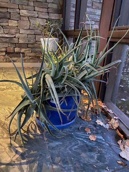 Aloe Plant in Blue Ceramic Planter # 1