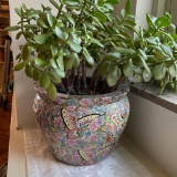 Beautiful Jade Plant in Pink Painted Pot