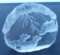 SIGNED Mats Jonasson Wolf Crystal Etched Paperweight Sculpture - Sweden